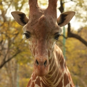 Photo de Girafe