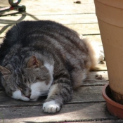 Photo de Chat domestique