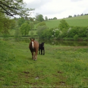 Photo de Races diffrentes