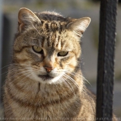 Photo de Chat domestique