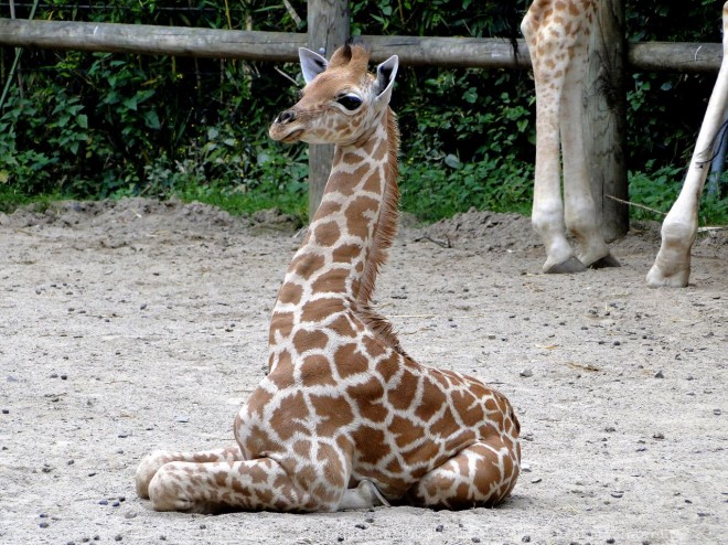 Photo de Girafe