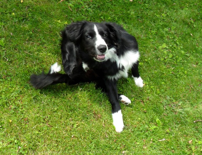 Photo de Border collie