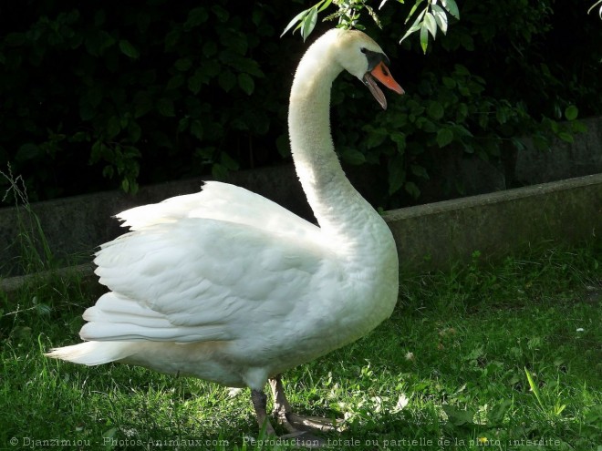 Photo de Cygne