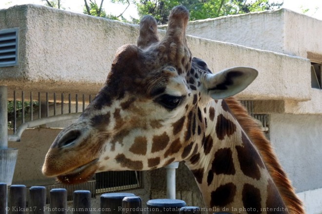 Photo de Girafe