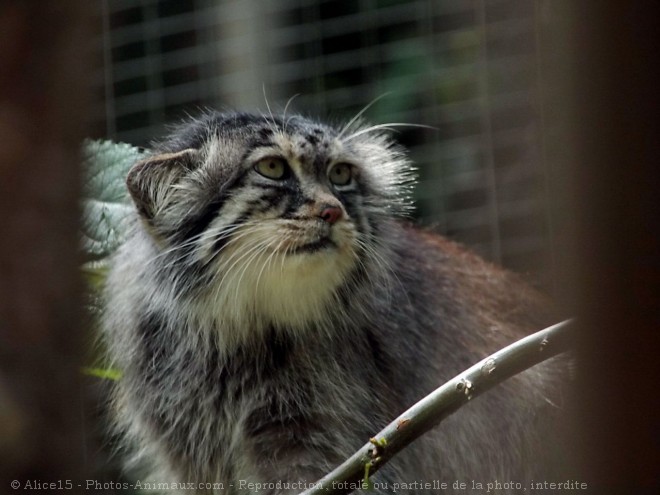 Photo de Chat de pallas