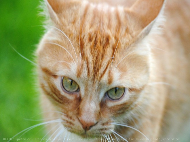 Photo de Chat domestique