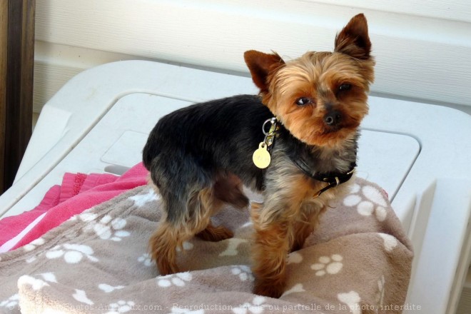 Photo de Yorkshire terrier