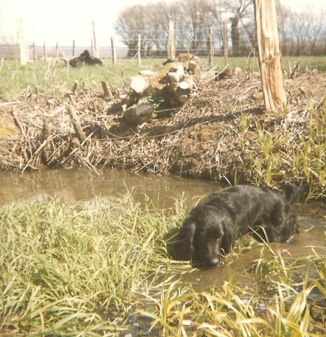 Photo de Cocker anglais