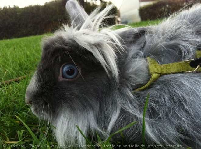 Photo de Lapin