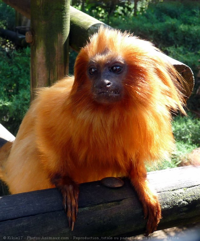 Photo de Singe - tamarin lion  tte dore