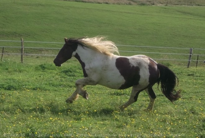 Photo d'Irish cob