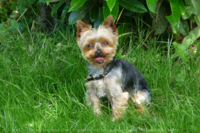 Photo de Yorkshire terrier