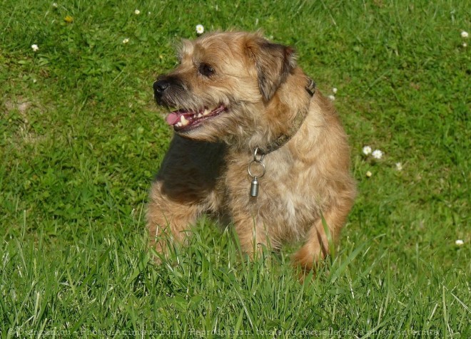 Photo de Border terrier