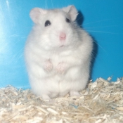 Photo de Hamster