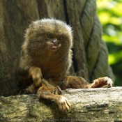 Photo de Singe - ouistiti pygme