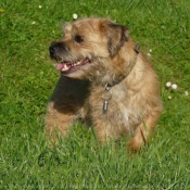 Photo de Border terrier