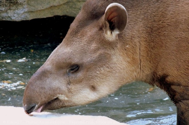 Photo de Tapir