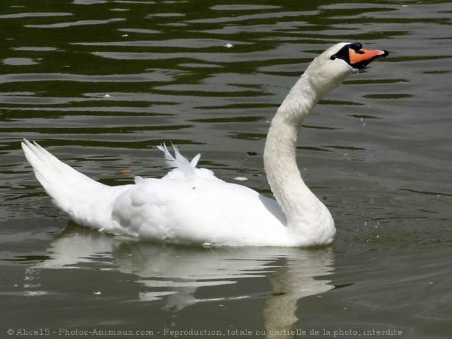 Photo de Cygne