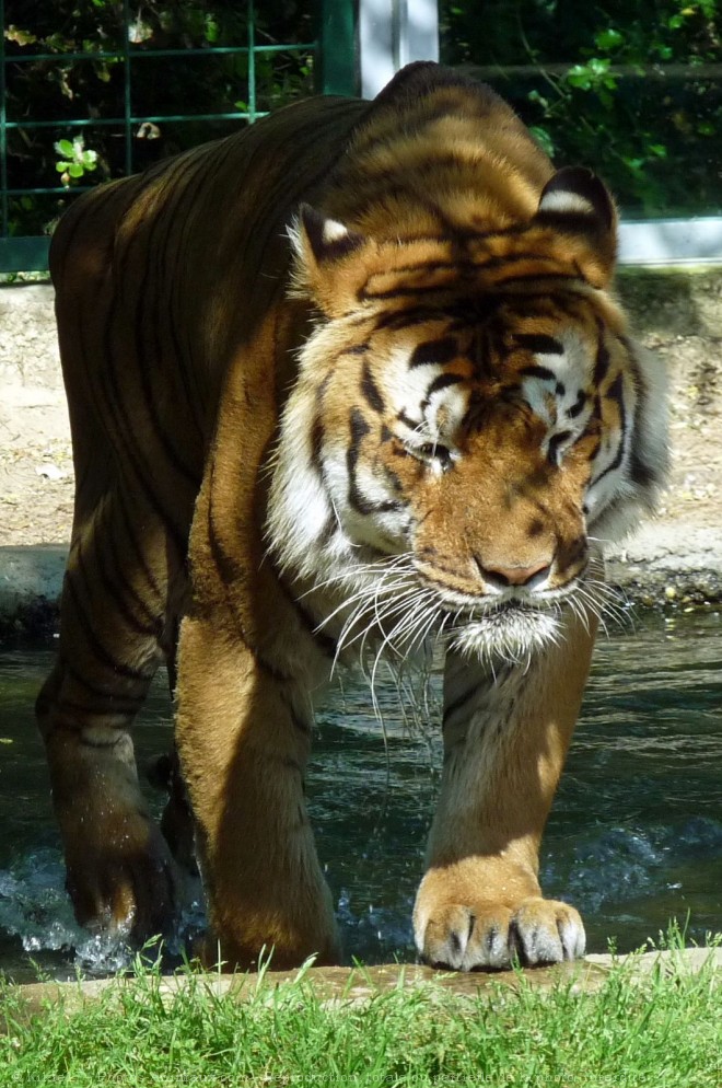 Photo de Tigre