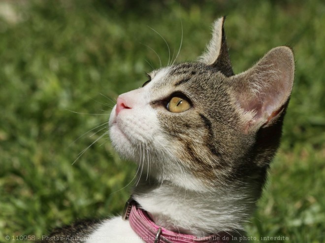 Photo de Chat domestique