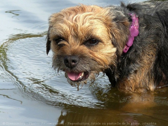 Photo de Border terrier