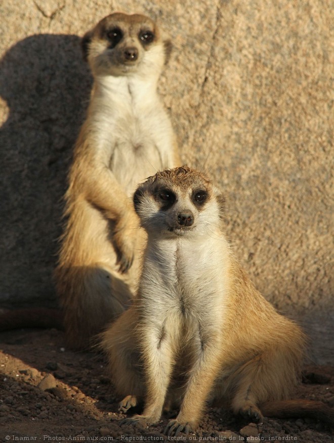 Photo de Suricate