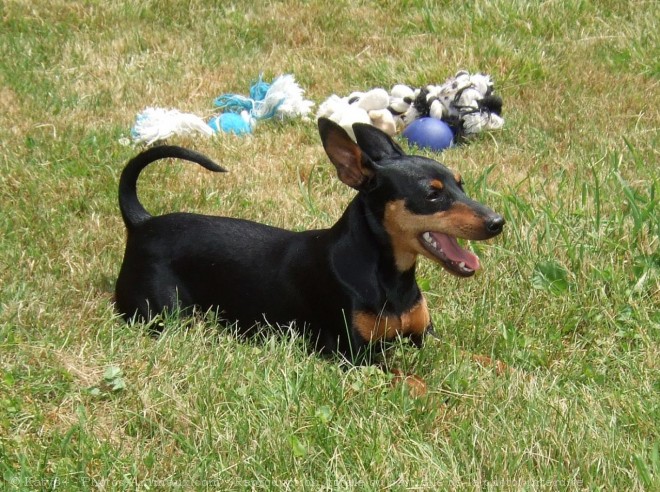 Photo de Pinscher nain