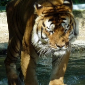 Photo de Tigre