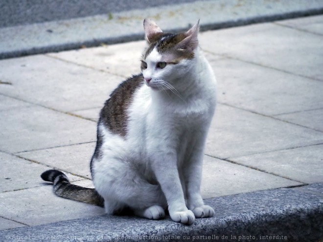 Photo de Chat domestique