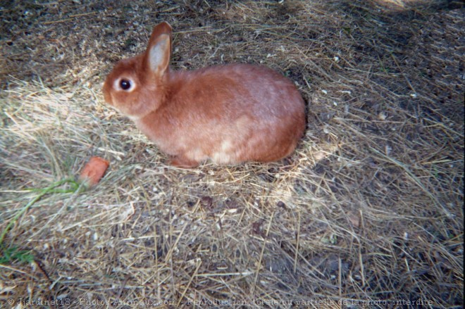 Photo de Lapin