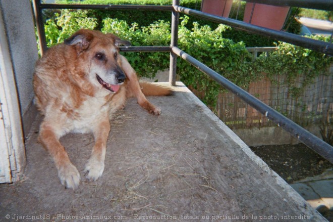 Photo de Berger allemand  poil court