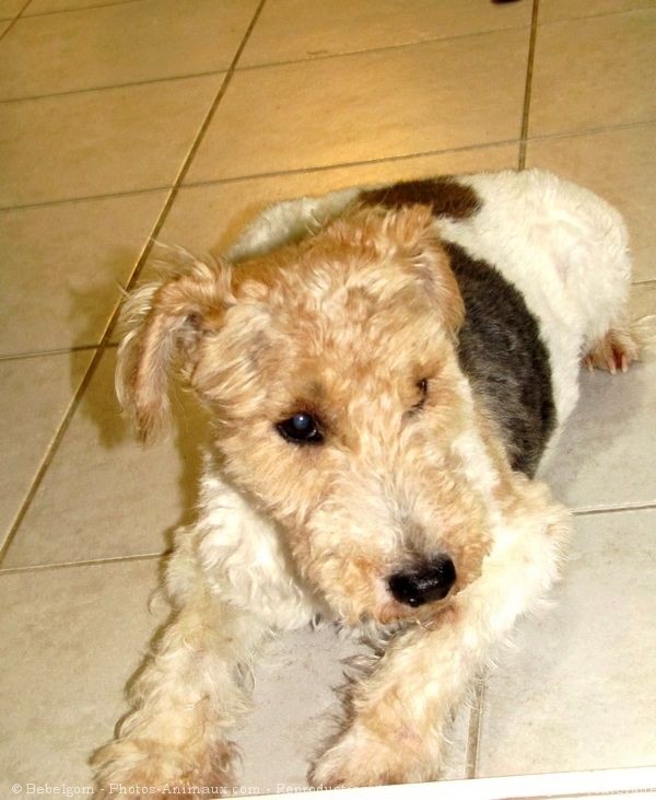 Photo de Fox terrier  poil dur