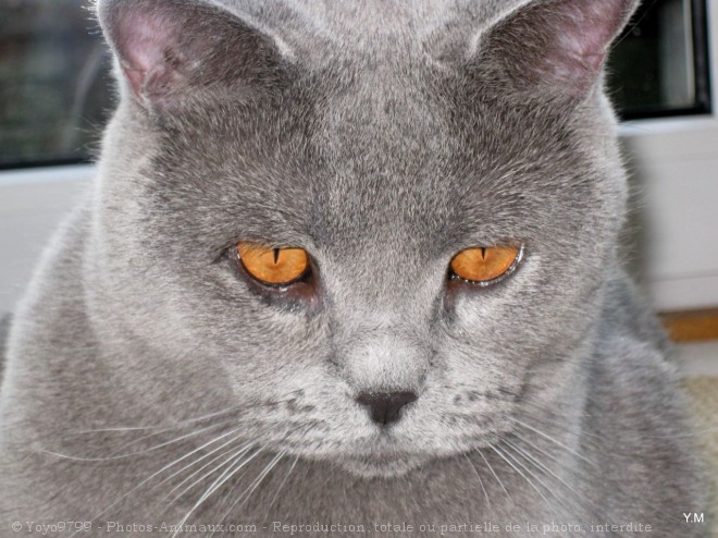 Photo de British shorthair