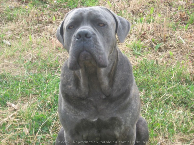 Photo de Chien de cour italien