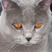 Photo de British shorthair