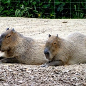 Photo de Cabiai ou capybara