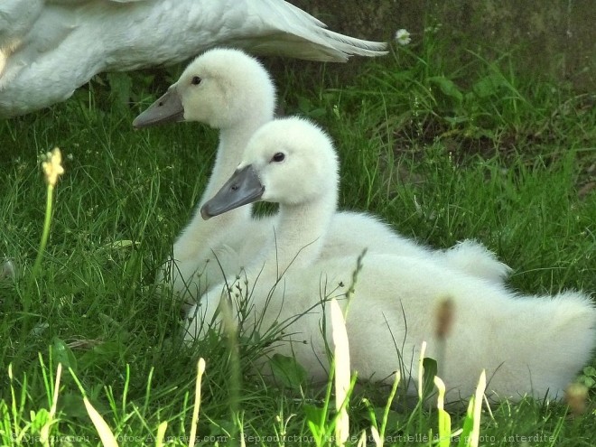 Photo de Cygne