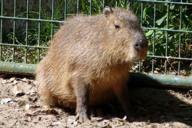 Photo de Cabiai ou capybara