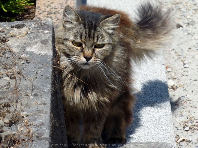 Photo de Chat domestique