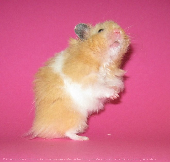 Photo de Hamster