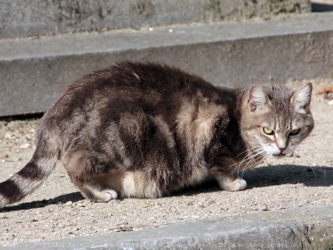 Photo de Chat domestique