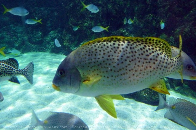 Photo de Poissons exotiques