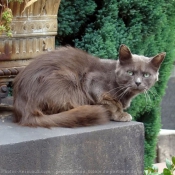 Photo de Chat domestique