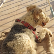 Photo de Fox terrier  poil dur