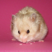 Photo de Hamster