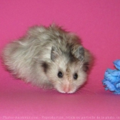 Photo de Hamster