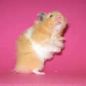 Photo de Hamster