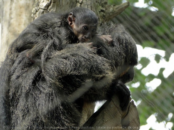 Photo de Singe - saki