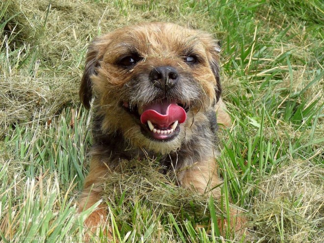 Photo de Border terrier