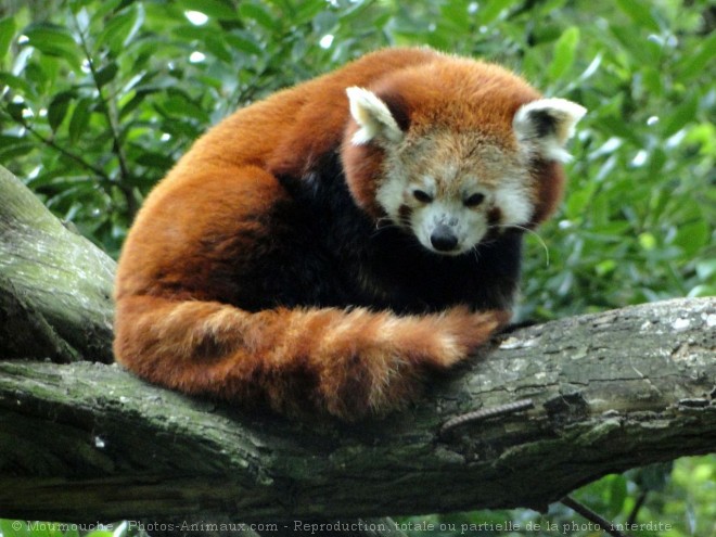 Photo de Panda roux